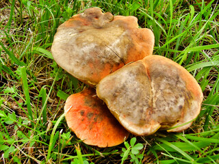 Close up of Boletus Rubellus, also known as Ruby Bolete, in a meadow. 