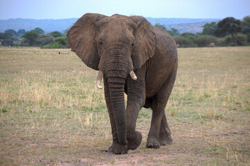 Fototapeta na wymiar Large adult elephant, walking and looking at the camera