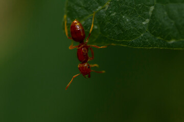 Close up image of a brown red ant on a green bean plant leaf. Isolated ant is seen in details as it hangs upside down with few of its feet while his head is free. 
