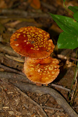 isolated image of Amanita muscaria a.k.a Fly agaric mushroom growing on humid forest floor after rain. Image was taken in Maryland