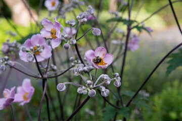 Anémone sauvagefleur