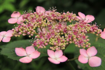 pink hydrangeas_3