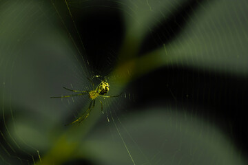 macro lens image of an isolated Argiope Aurantia (yellow garden spider) that is seen isolated on the spider web. It has spectacular black yellow abdomen. It is seen secreting silk from its abdomen.