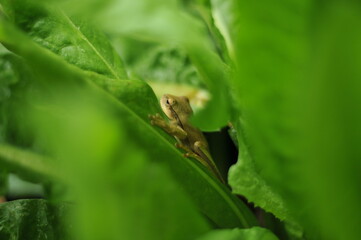 A small tree frog.