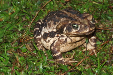 A big frog.