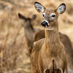 Fototapeta premium Deer at sunset in Conservation Area