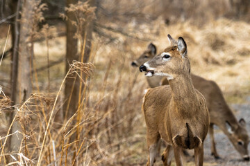 Deer at sunset in Conservation Area