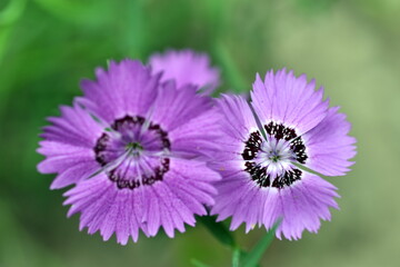 Blüte einer Amur-Nelke