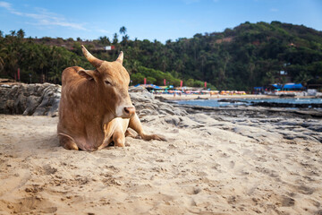 Bull is resting on the sand of Vagator Beach