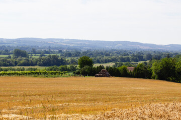 field of wheat in summer