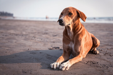 Red dog lying on the beach