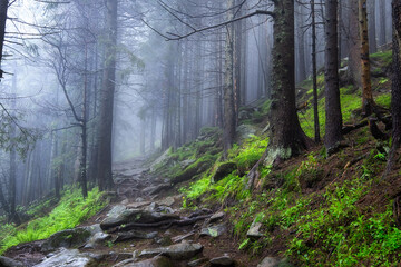 Foggy forest in the mountains. Landscape with trees and mist. Landscape after rain. A view for the background. Nature - image