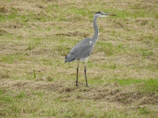 Fototapeta premium A gray heron is standing on the grass
