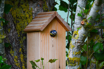 Mésange bleue juvénile