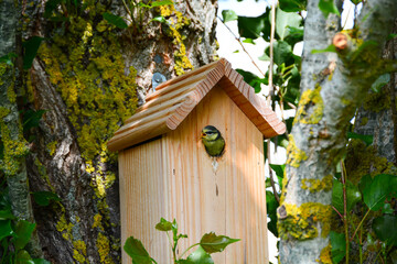 Mésange bleue juvénile