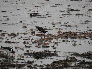 The bird walks on stones and water