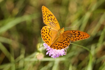 Fototapeta na wymiar Orange butterfly on flower. Purple meadow flower. A butterfly sits on a flower. Bright butterfly in the meadow. Insects in the field. Rural landscap