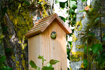 Mésange bleue juvénile © JAN KASZUBA