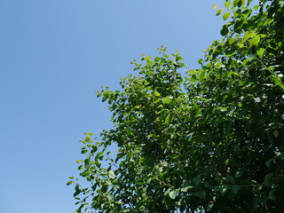 green leaves and blue sky