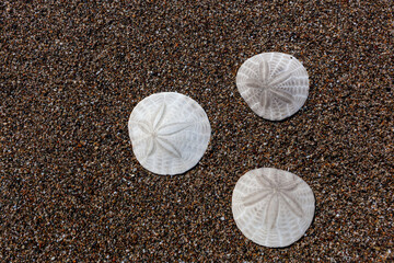 Three sand dollars arranged in a triangle on a beach in Northern California