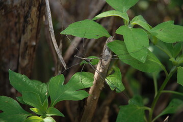A spider that looks like a stick to capture its prey.