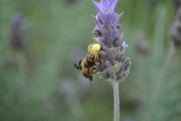 Spider eating its prey.