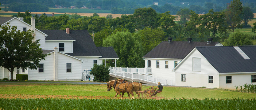 Lancaster, Pennsylvania - 6/28/2008:  Horse drawn cultivator, amish farm near Lancaster, PA