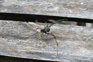 A great arachnid, harvestman, strolling through the yard.