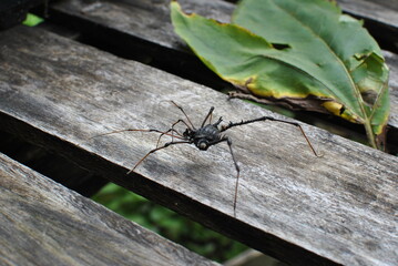 A great arachnid, harvestman, strolling through the yard.