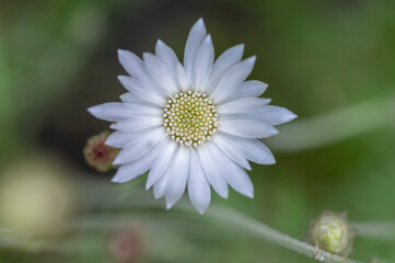 Fototapeta premium Xeranthemum annuum white immortelle flowers in bloom, group of flowering plants in the garden