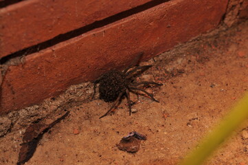 Spider carrying its young in its abdomen.