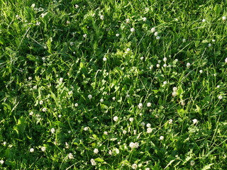 green grass texture