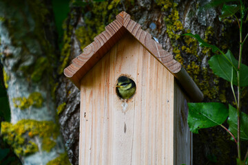 Mésange bleue juvénile
