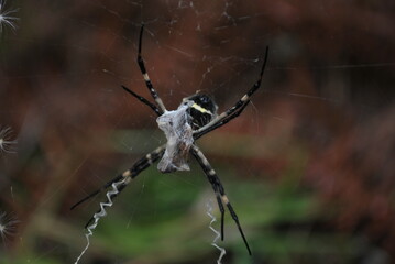 Spider eating its prey.