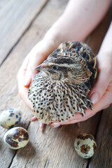 Quail in female hands and quail eggs beside.