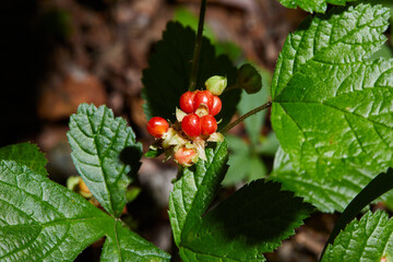 Red stone bramble growing in the forest. Fruiting plant with ripe red berries in wild....