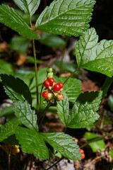 Red stone bramble growing in the forest. Fruiting plant with ripe red berries in wild....