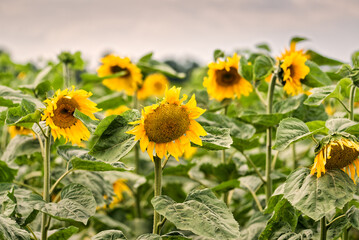 Field of yellow blooming sunflowers in the sun