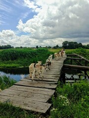 wooden bridge over lake