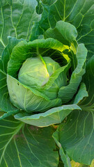 Fototapeta premium head of cabbage