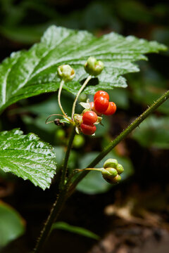 Red stone bramble growing in the forest. Fruiting plant with ripe red berries in wild. (Roebuck-berry (Rubus saxatilis))