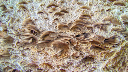Shell rock and limestone. Close-up texture.