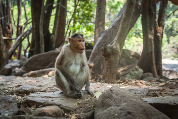 ndian macaque male