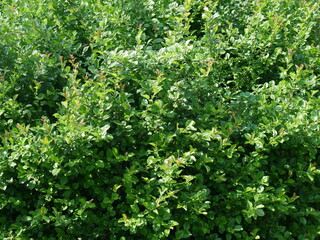 green leaves background