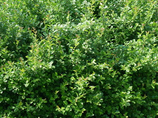 Fototapeta na wymiar background of green leaves