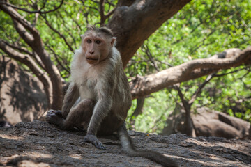 Portrait of indian macaque