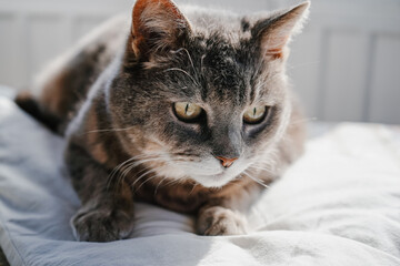 Grey bored cat lies on a bed on the daytime