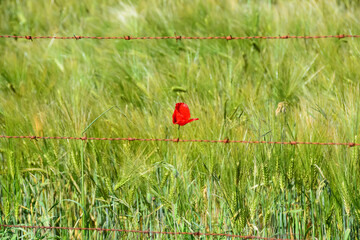 Coquelicot