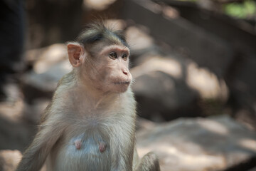 Portrait of indian macaque female