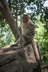 Portrait of indian macaque